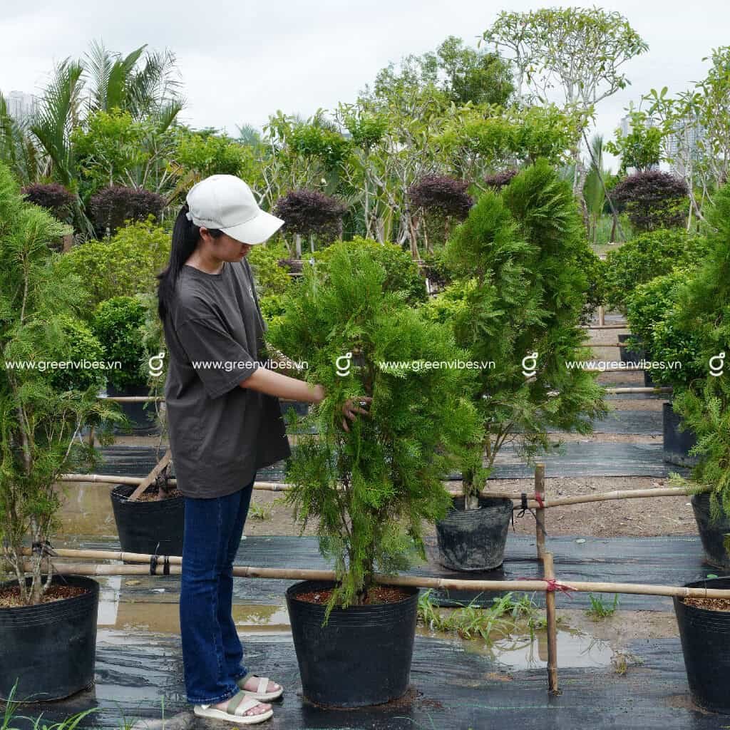Cây Trắc Bách Diệp 1.4-1.6m