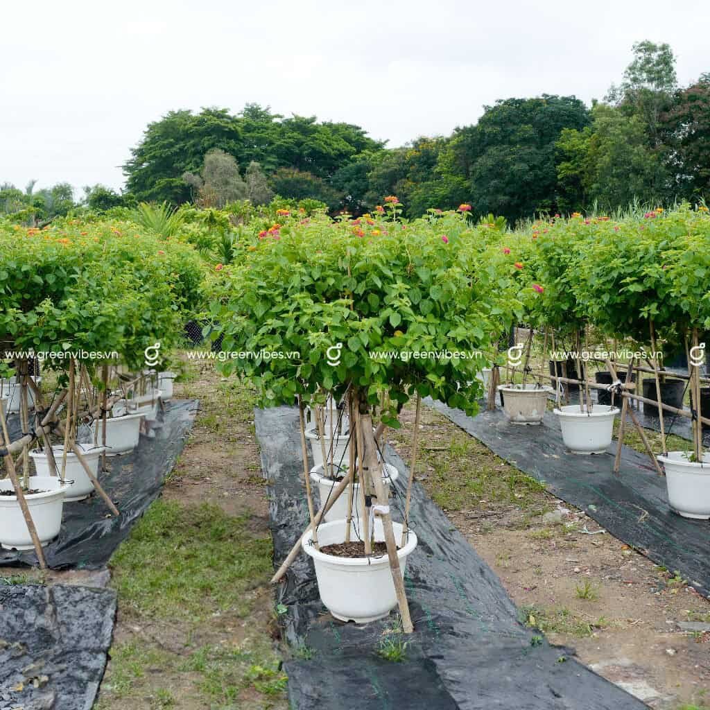 Cây Ngũ Sắc Zin 1.2m