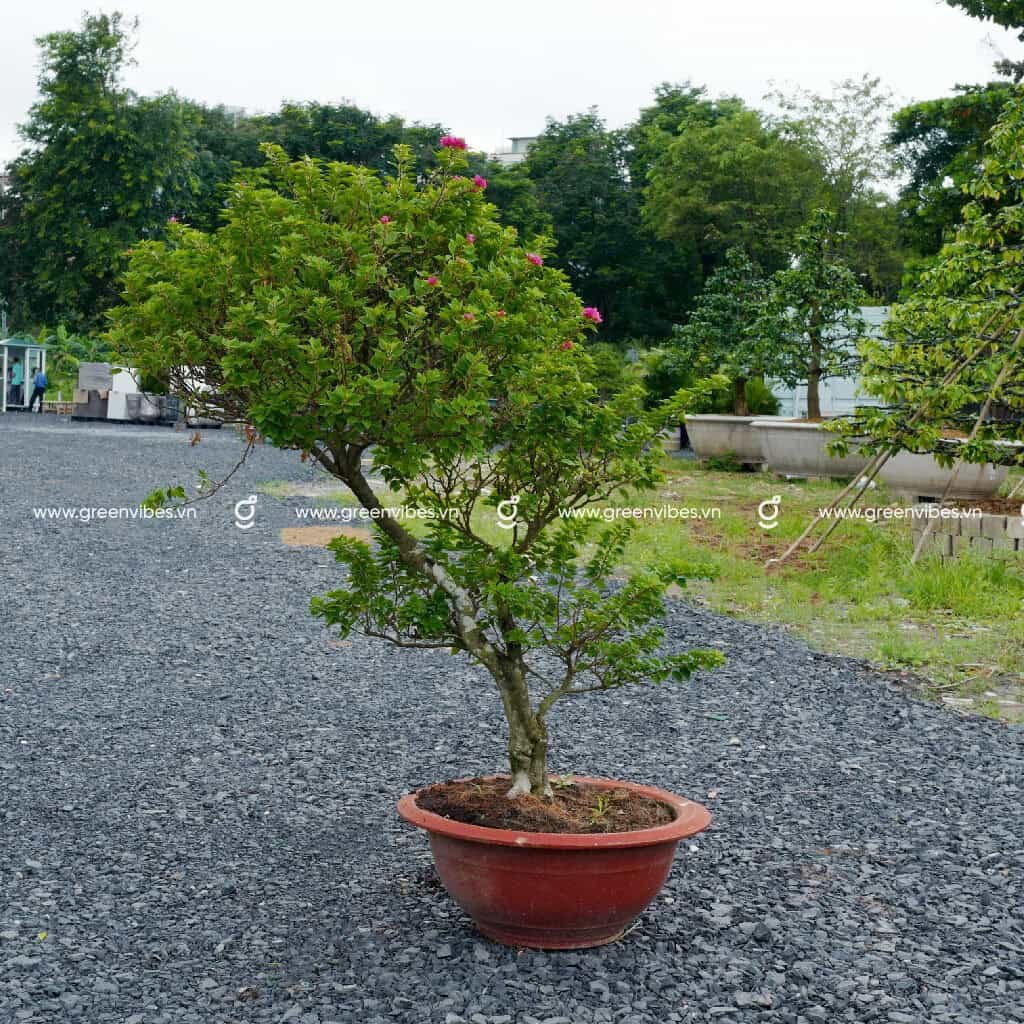 Cây Bông giấy tím 1.2-1.4m
