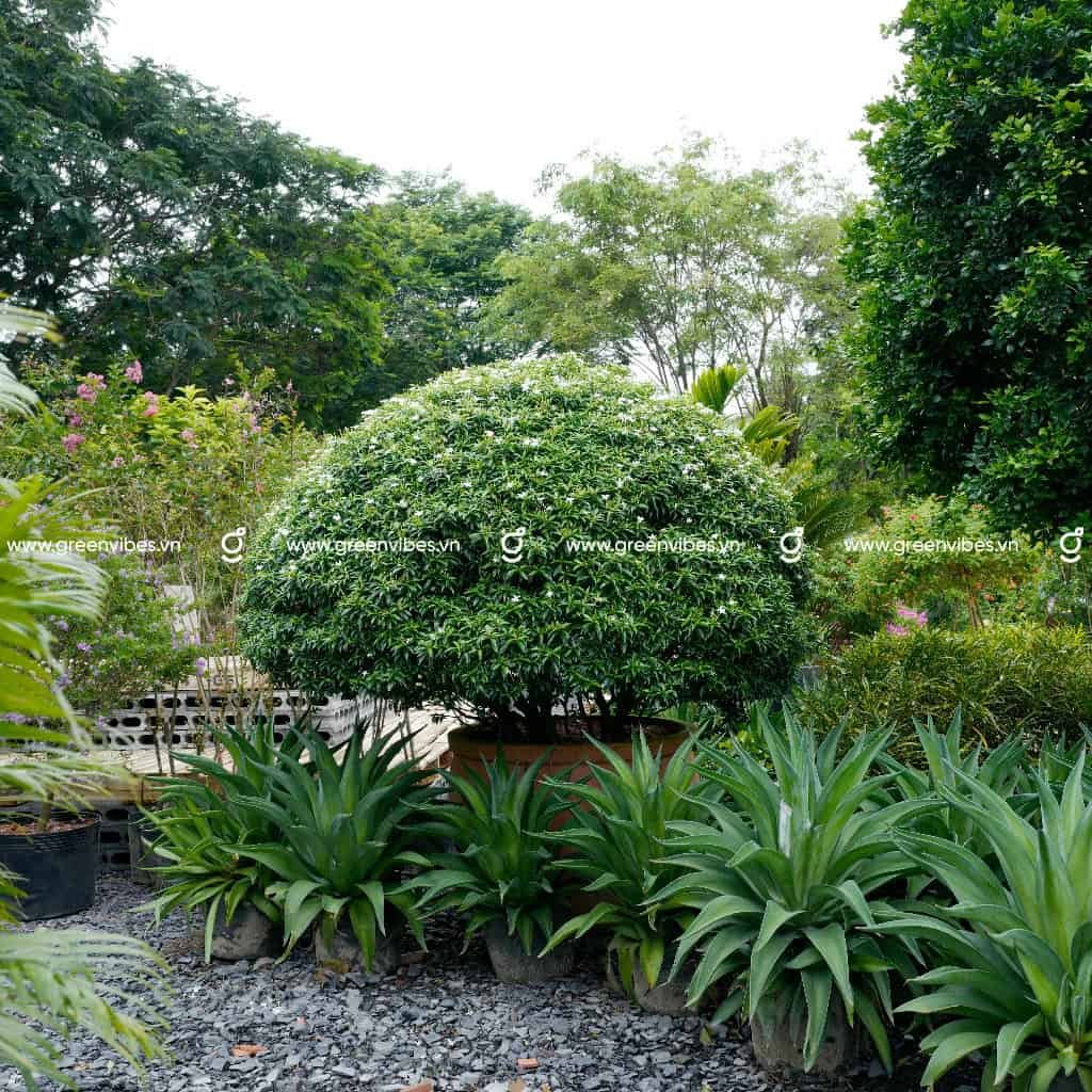 Cây Mai vạn phúc lớn 120cm