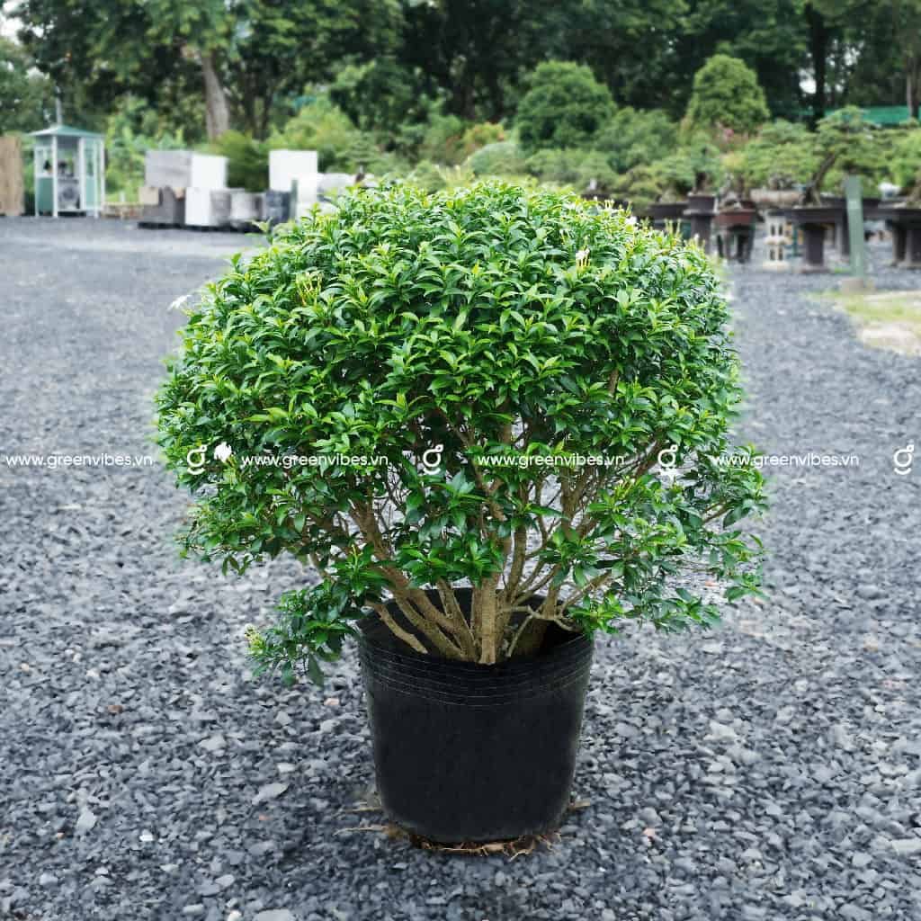 Cây Mai Vạn Phúc 50-60cm