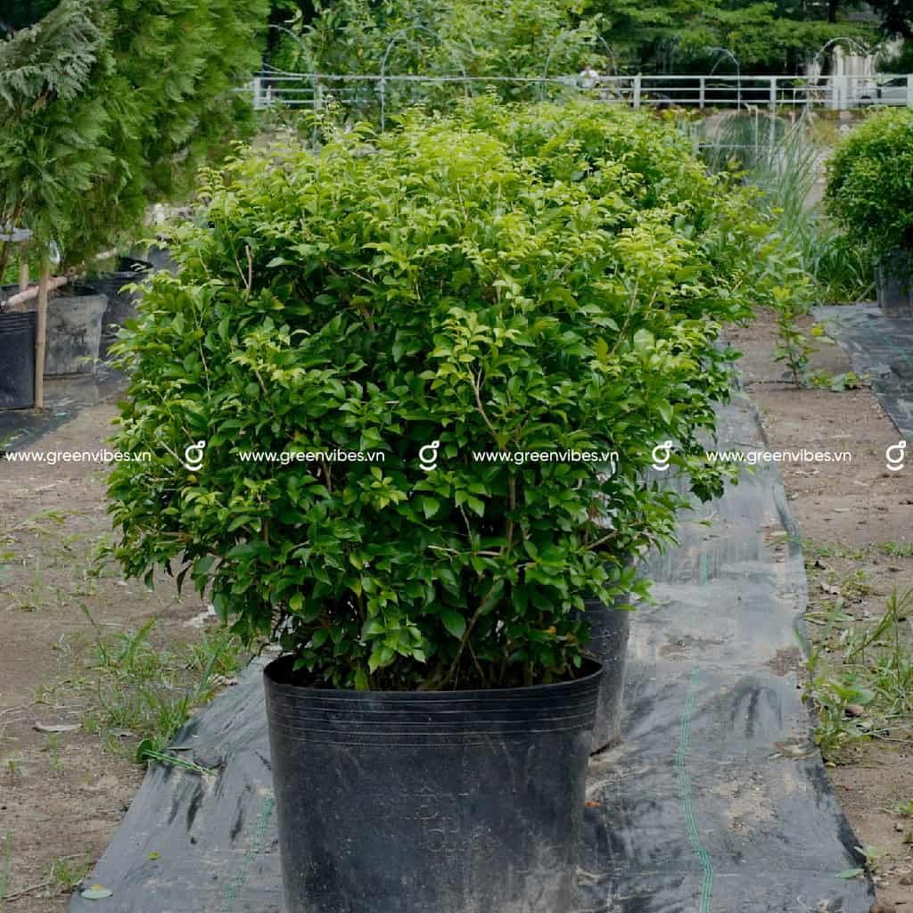 Cây Nguyệt Quế Côn tròn 60cm