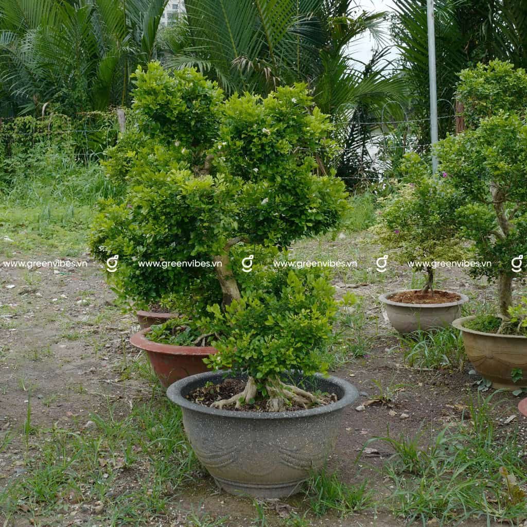 Cây Nguyệt Quế BonSai 1m-1m2
