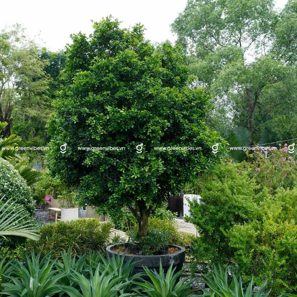 Cây Nguyệt Quế lớn 1 cốt tán tròn 2-2.5m