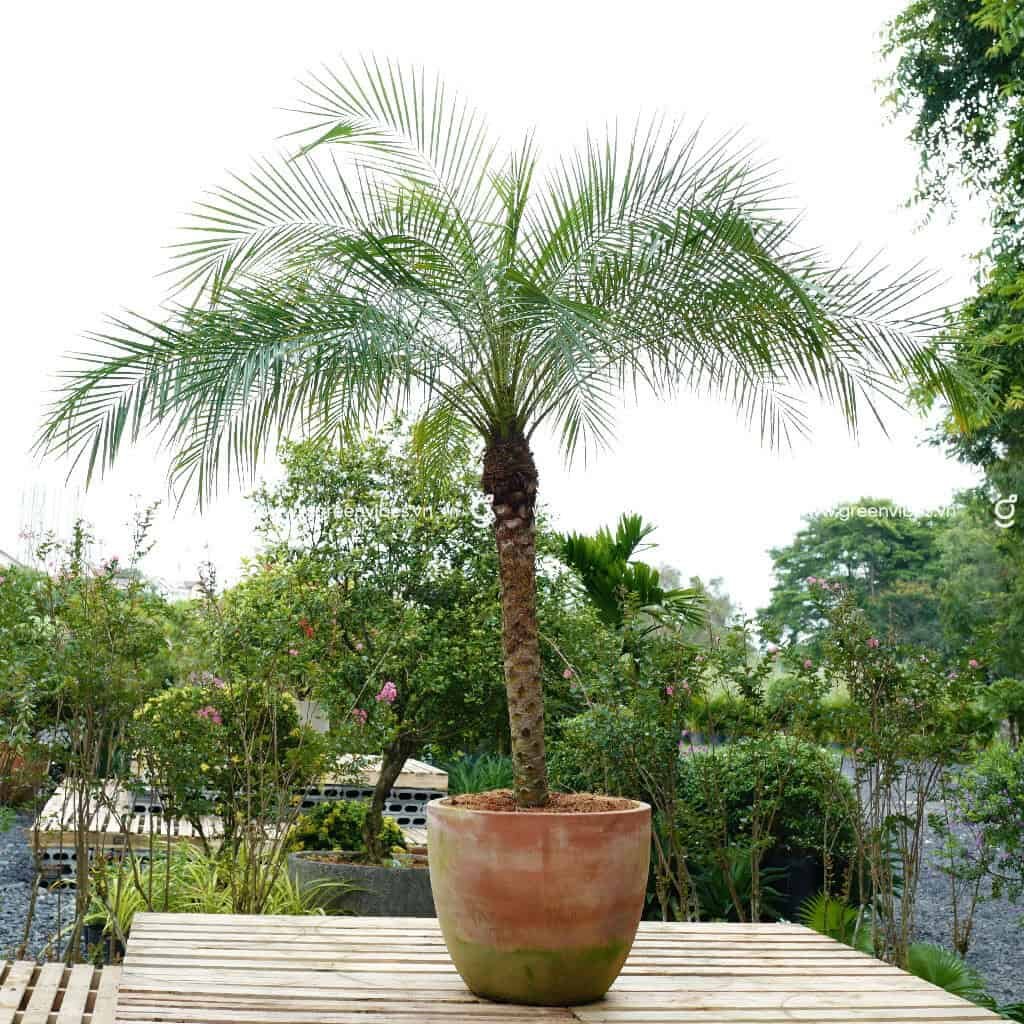 Cây Cau Nga Mi (Gồm chậu đất nung) 180-200 cm