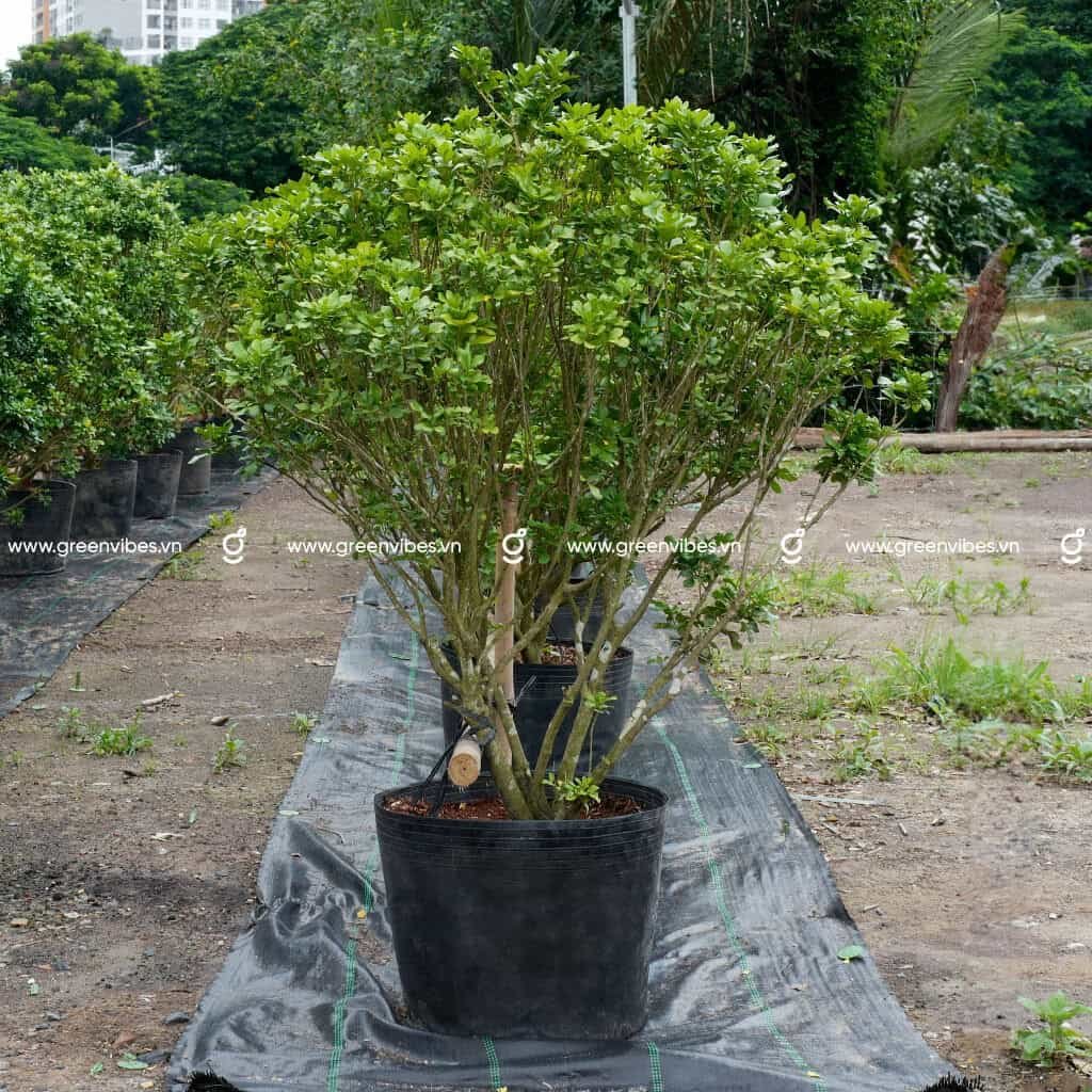 Cây Ngâu – Cao 60-80cm