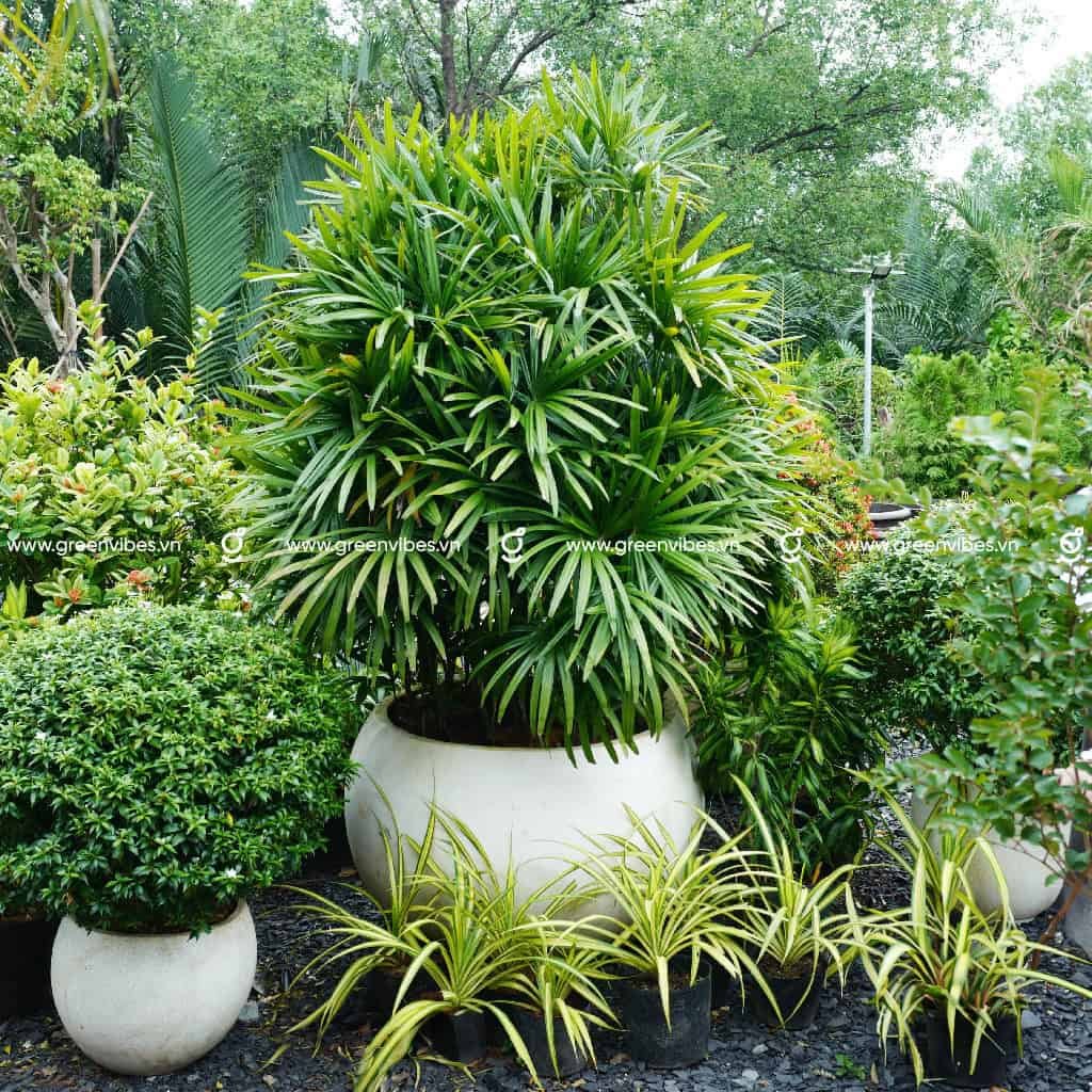 Cây Mật cật 2-2.2m