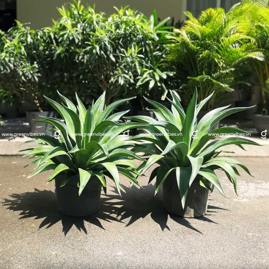 Cây Dứa Nam Mỹ 40cm