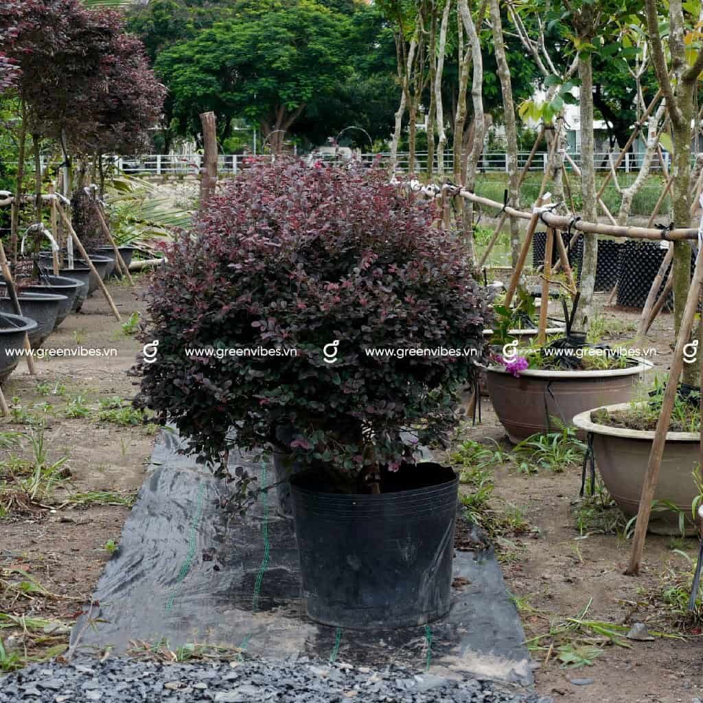Cây Hồng Phụng côn tròn 60 cm