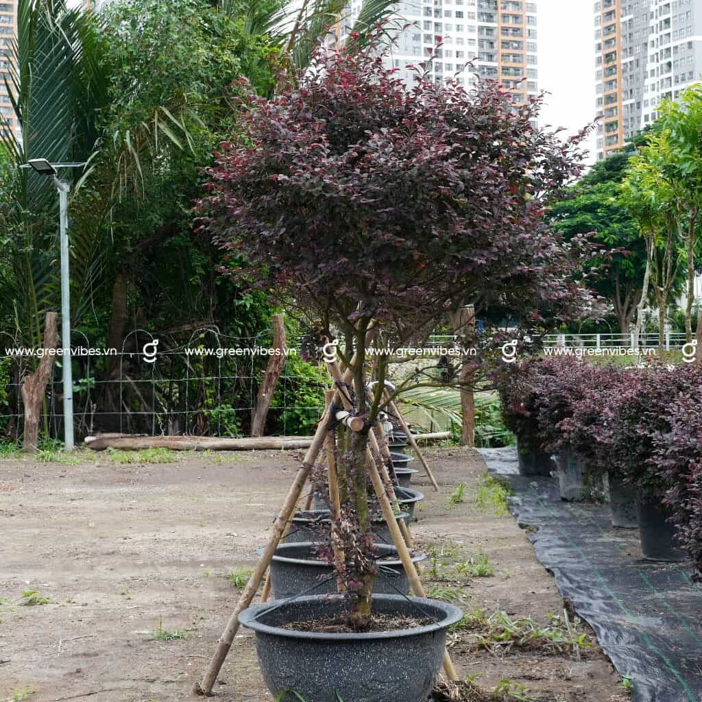 Cây Hồng Phụng 1.6-1.8m