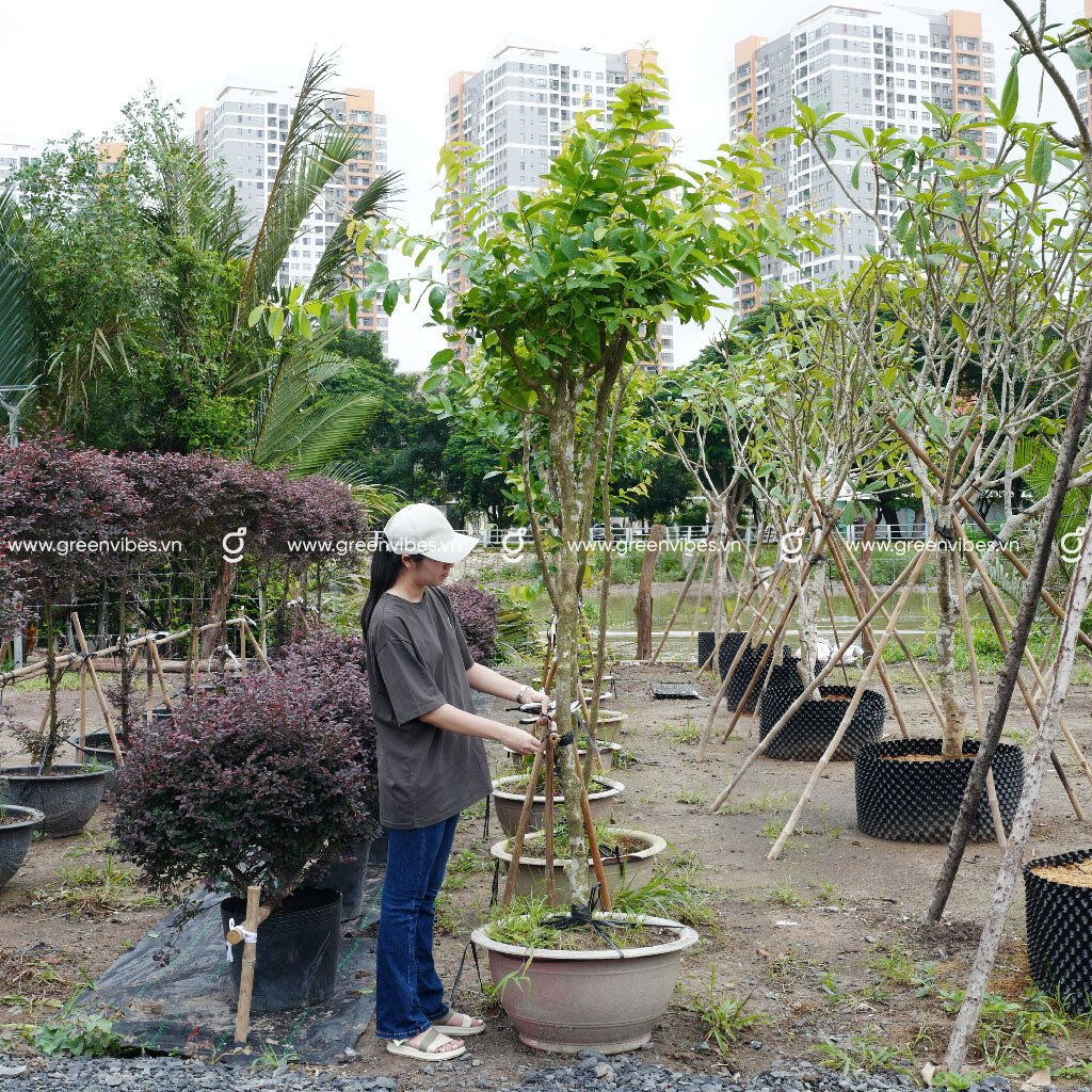 Cây bằng lăng tím thái hoa chùm cao 2.5-3m