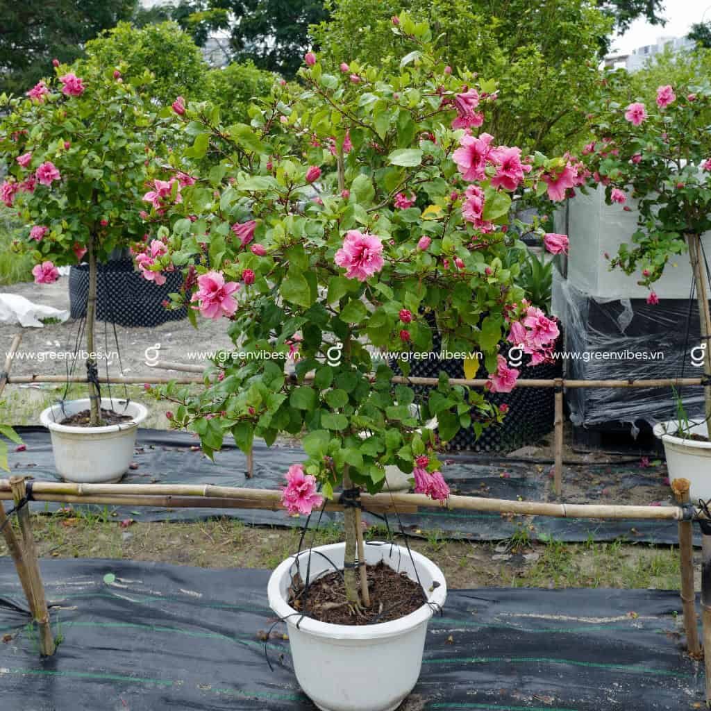 Cây Bông bụp thái cánh kép màu hồng 1.2-1.4m