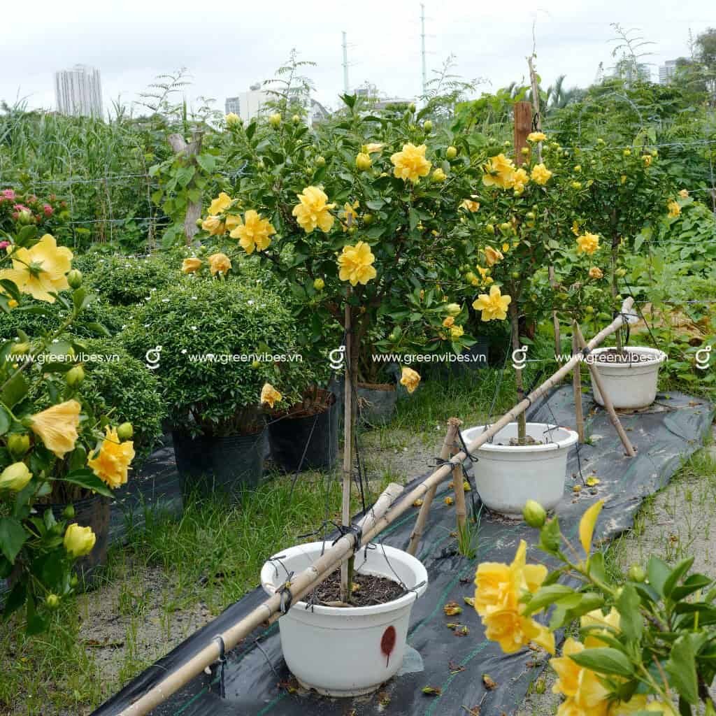 Cây Bông bụp thái màu vàng 1.2 1.4m