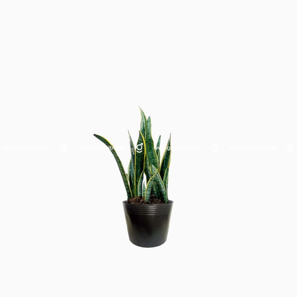 Cây lưỡi hổ 30-40cm