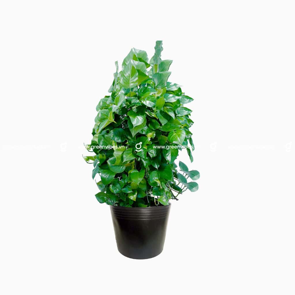 Trầu Bà Leo Cột