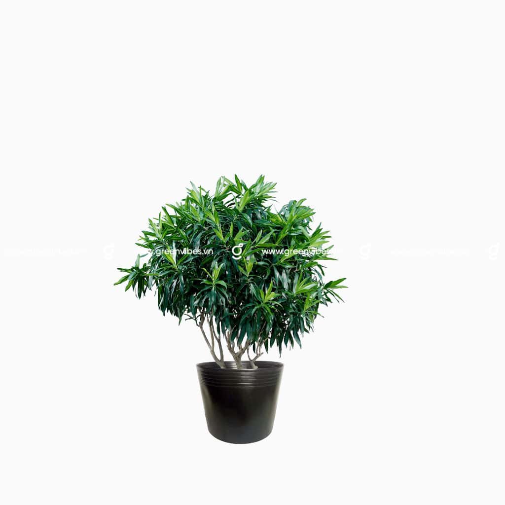 Trúc Bách Hợp 60-80cm