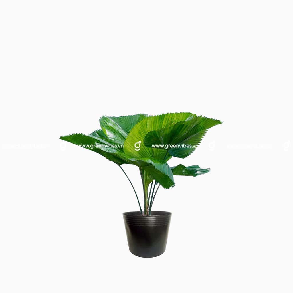 Kè Nhật 50-60cm