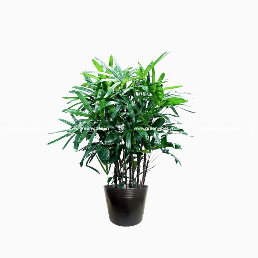 Cây Trúc Mây 100-120cm