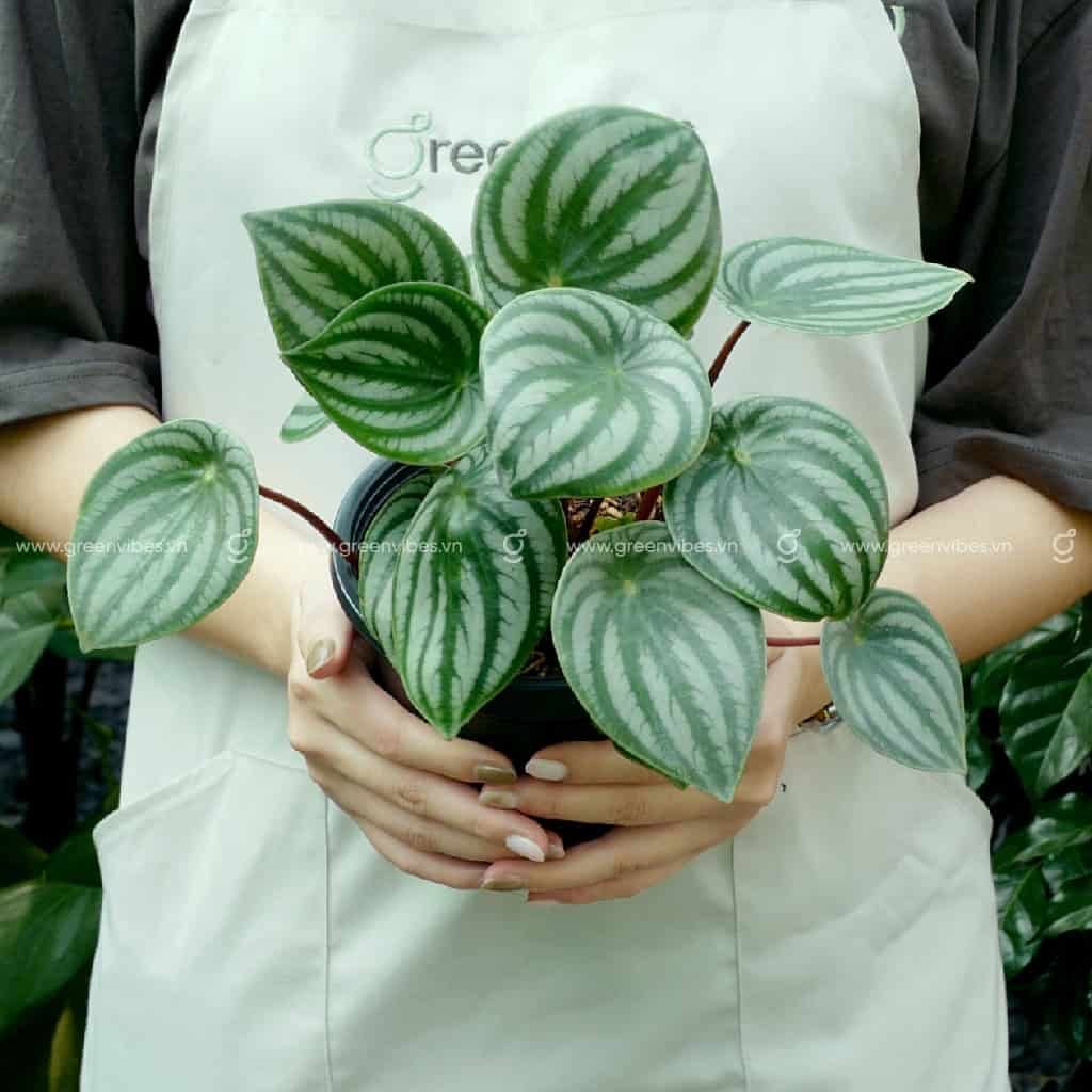 Cây lá sọc dưa hấu