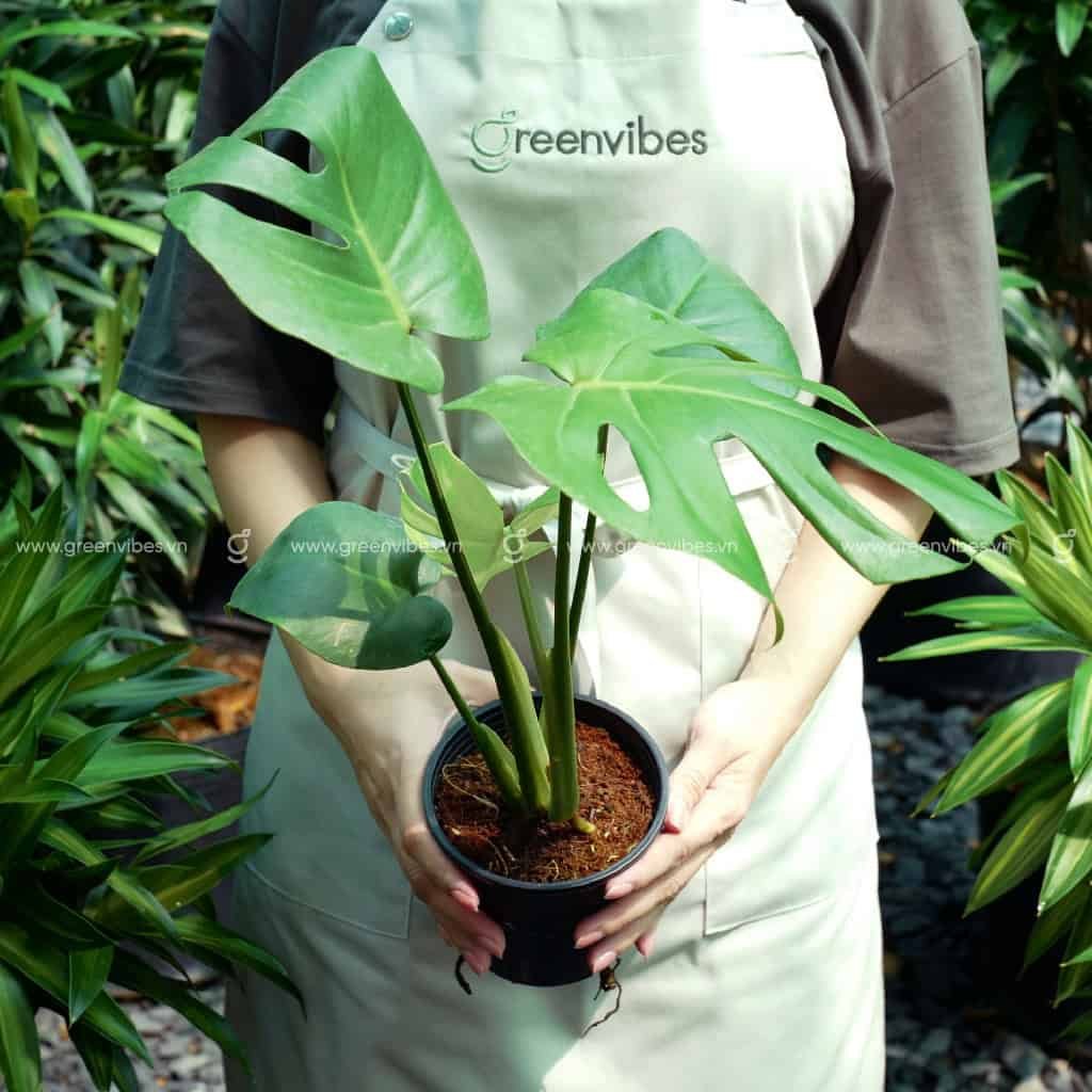 Monstera deliciosa