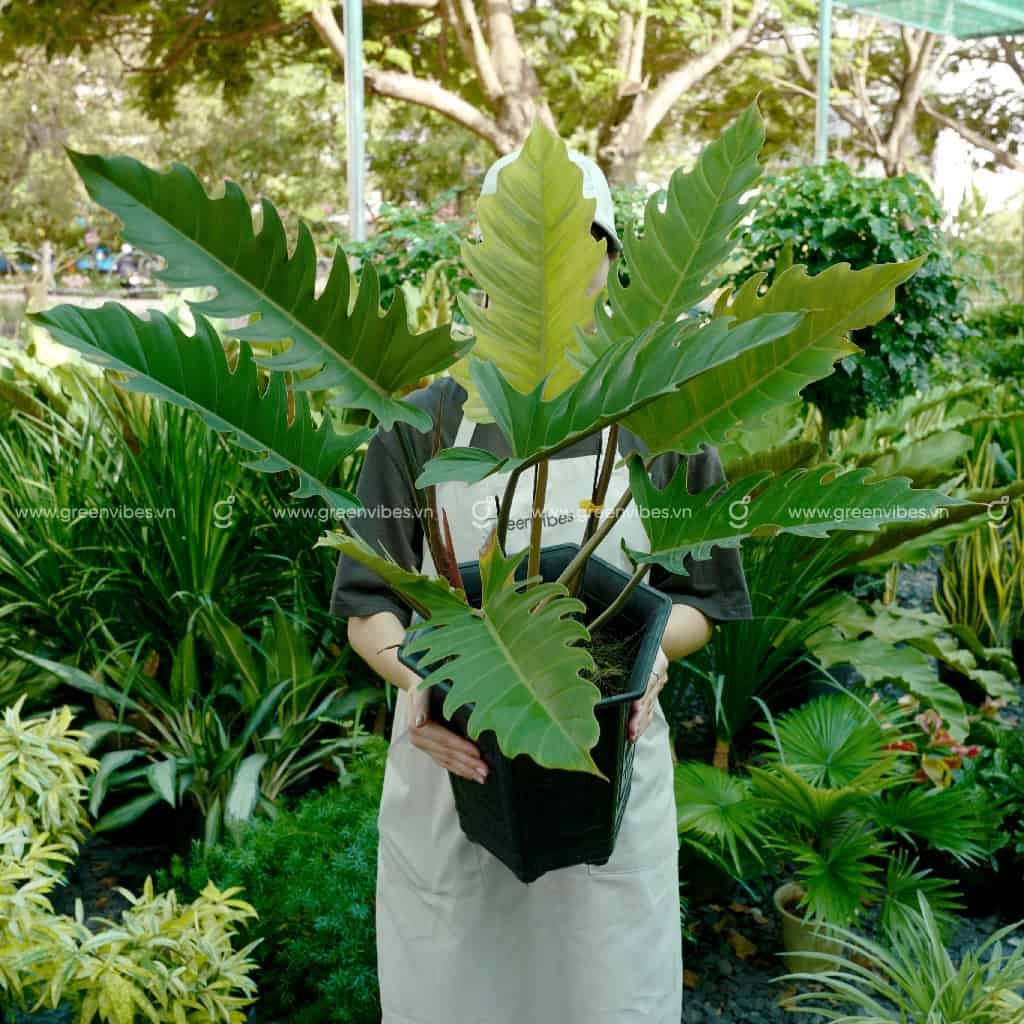 Philodendron Caramel