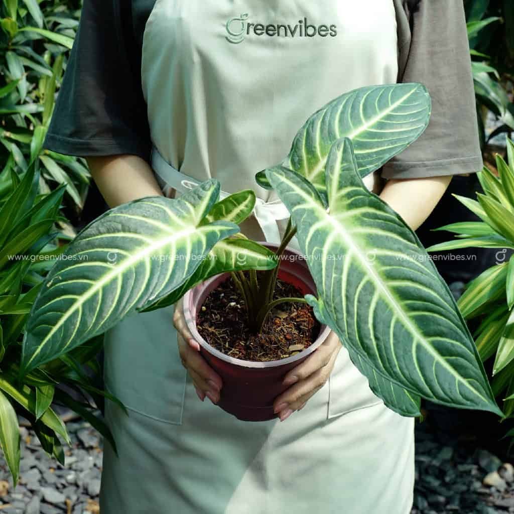 Caladium lindenii