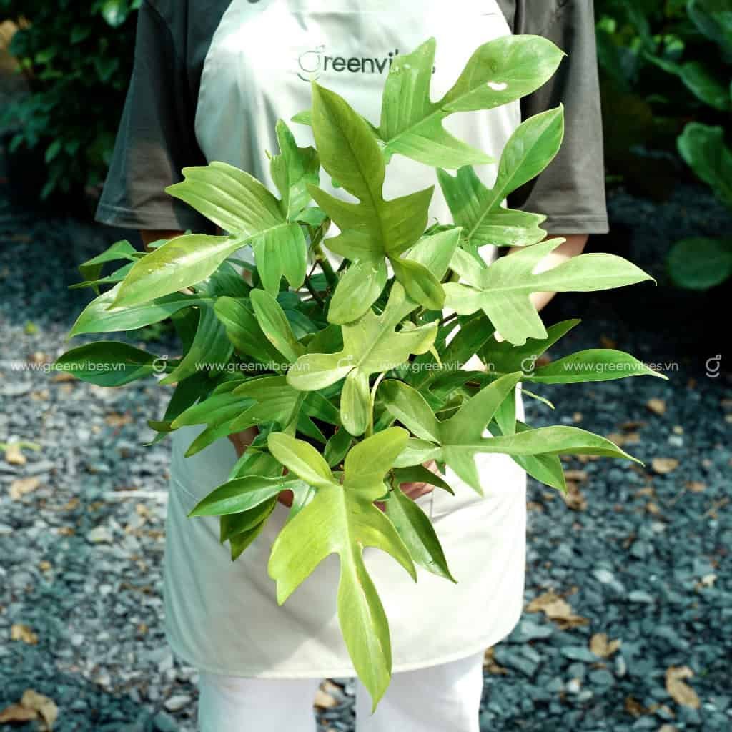 Én Ghost (Cây trầu bà cánh én)
