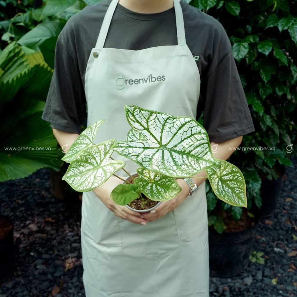 Caladium màu