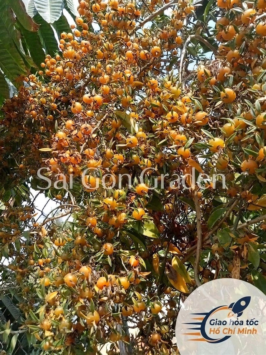 CÂY CHANH NHO CÂY CAO 60CM