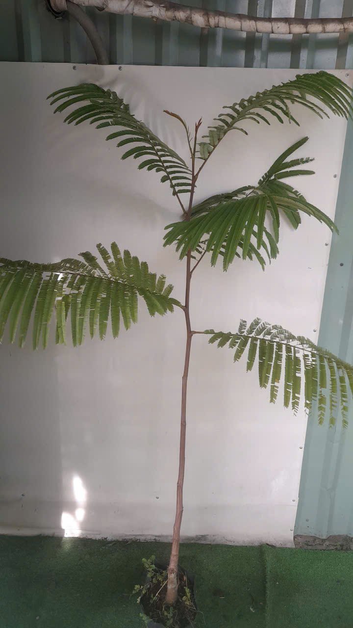 CÂY HOA PHƯỢNG VÀNG CAO 1,5 -1,6M 2