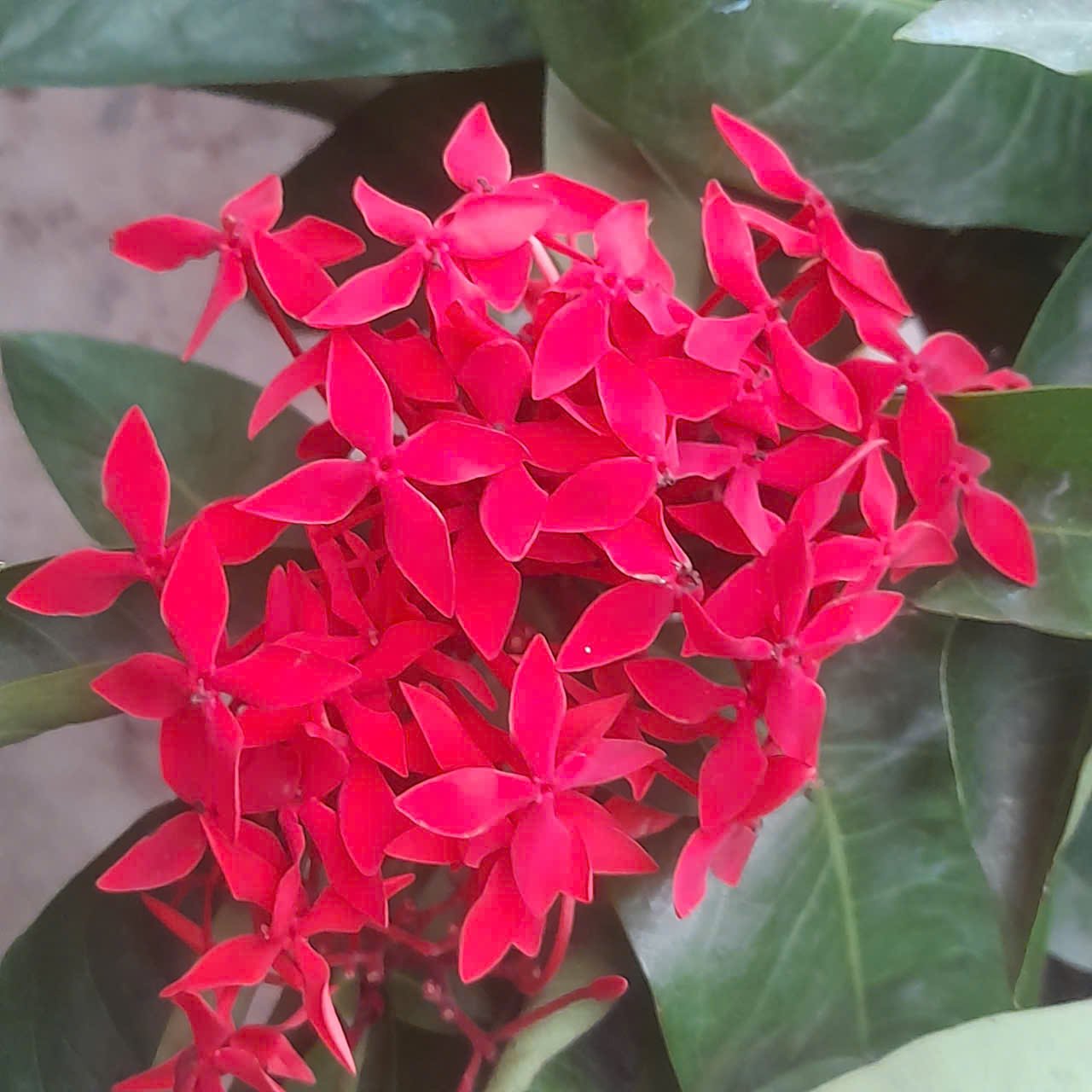 CÂY HOA TRANG ĐỎ 3