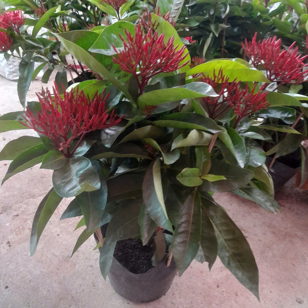 CÂY HOA TRANG ĐỎ 2