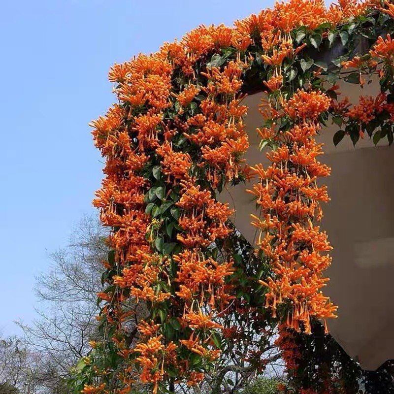 CÂY HOA RẠNG ĐÔNG (CHÙM ỚT) CAO 1.2M