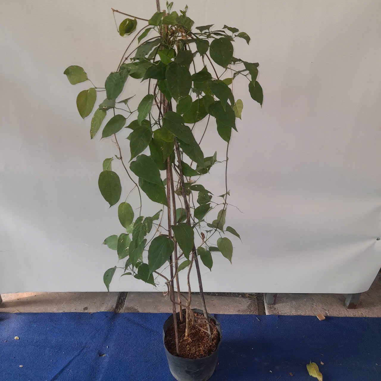 CÂY HOA RẠNG ĐÔNG (CHÙM ỚT) CAO 1.2M 3