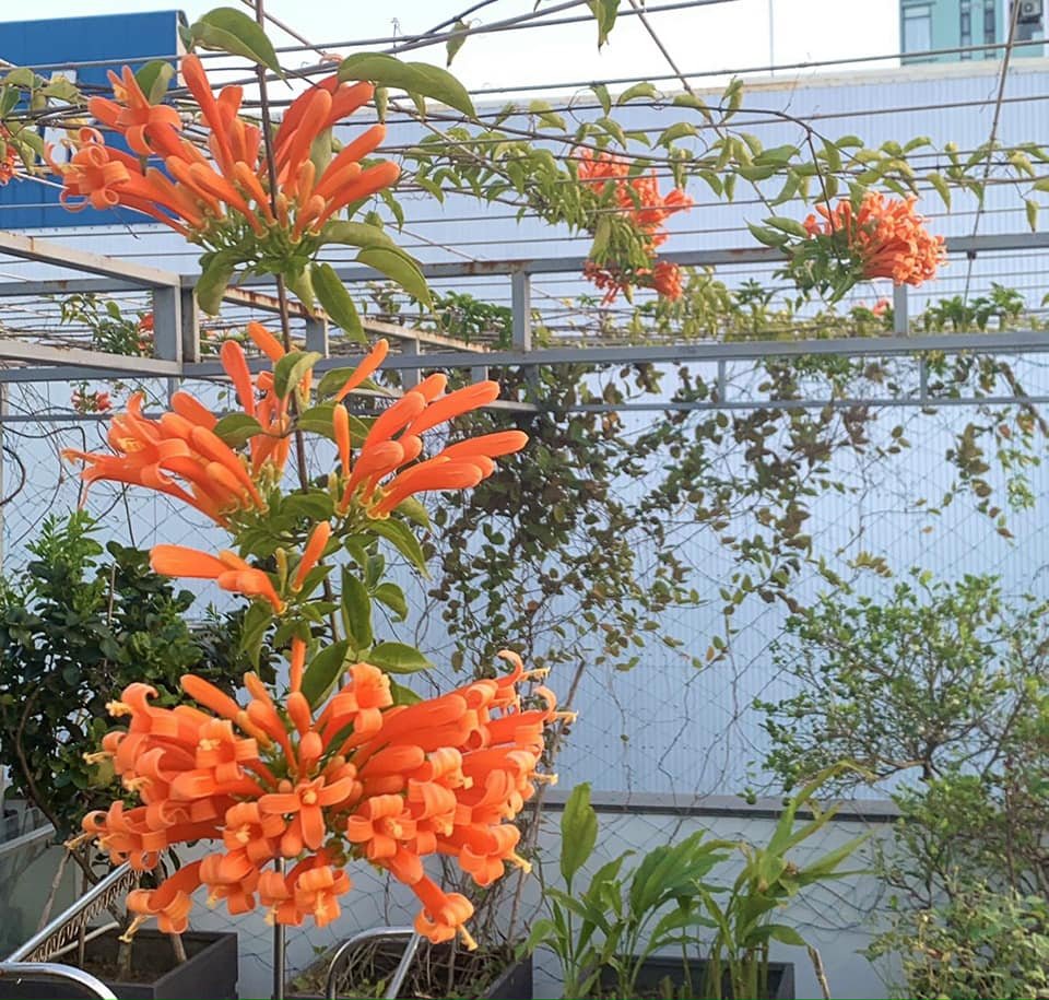 COMBO 2 CÂY HOA RẠNG ĐÔNG (CHÙM ỚT) CAO 60-70CM 2