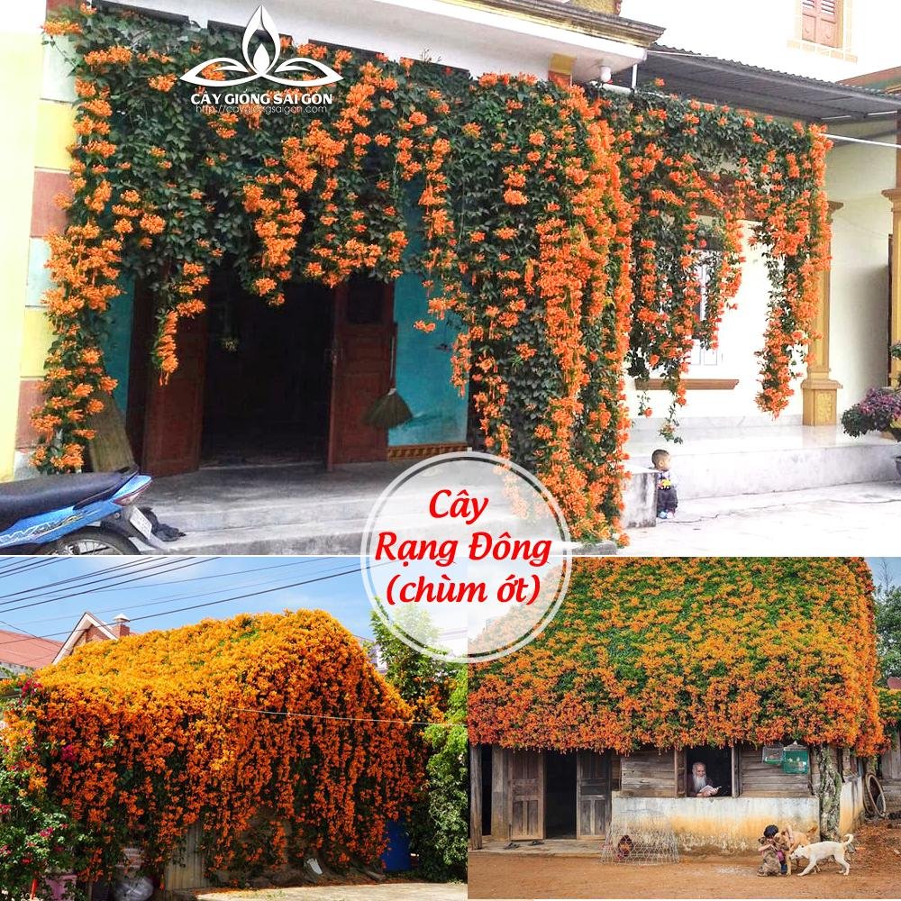 COMBO 2 CÂY HOA RẠNG ĐÔNG (CHÙM ỚT) CAO 60-70CM
