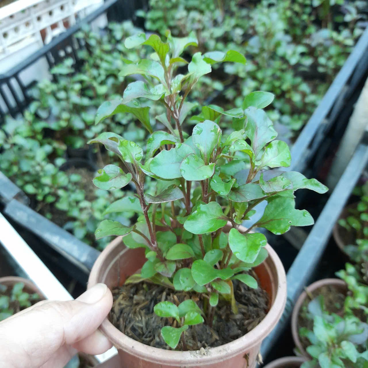 COMBO 5 BẦU XÀ LÁCH XOONG TÍM NHẬT 3