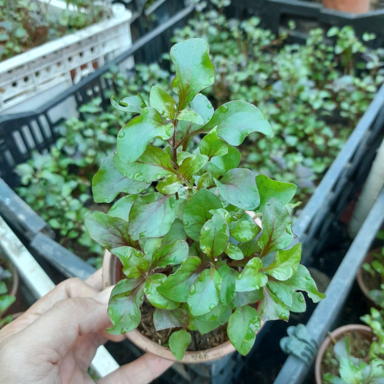 COMBO 5 BẦU XÀ LÁCH XOONG TÍM NHẬT 2