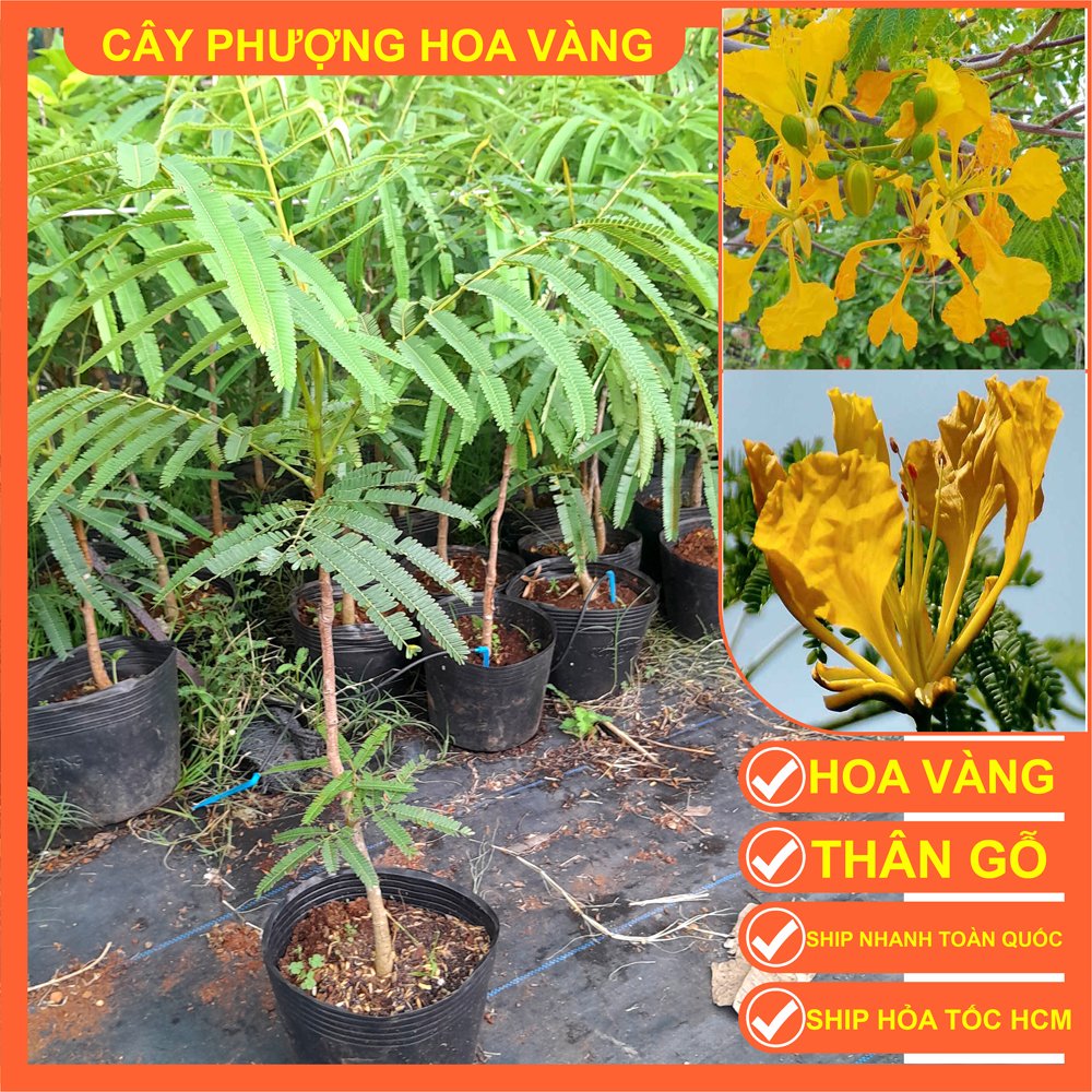 CÂY HOA PHƯỢNG VÀNG CAO 1M