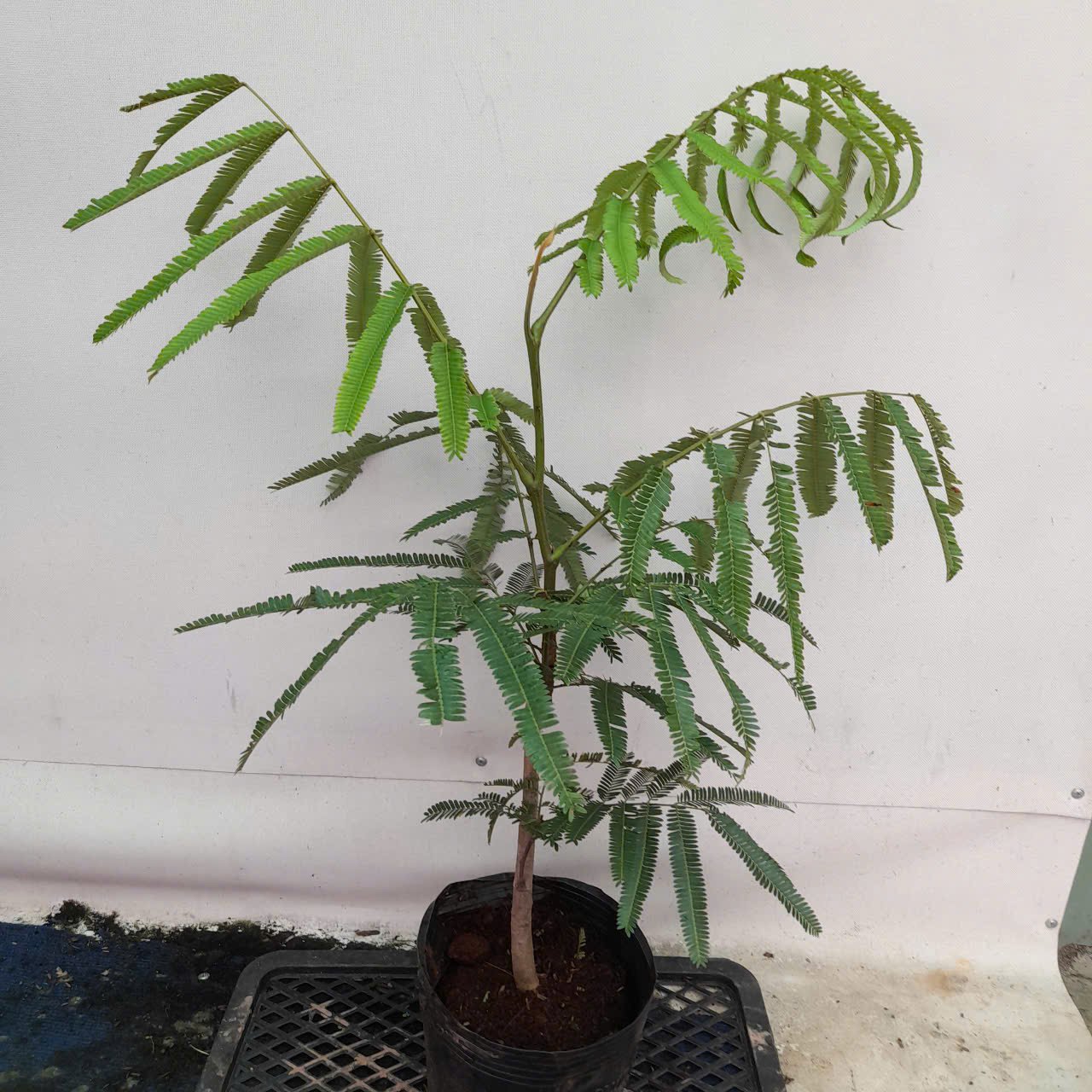 CÂY HOA PHƯỢNG VÀNG CAO 1M 2