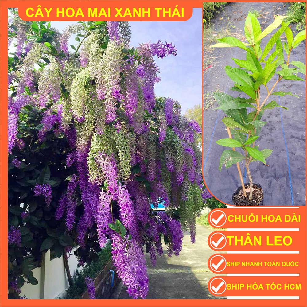 CÂY MAI XANH THÁI 70cm