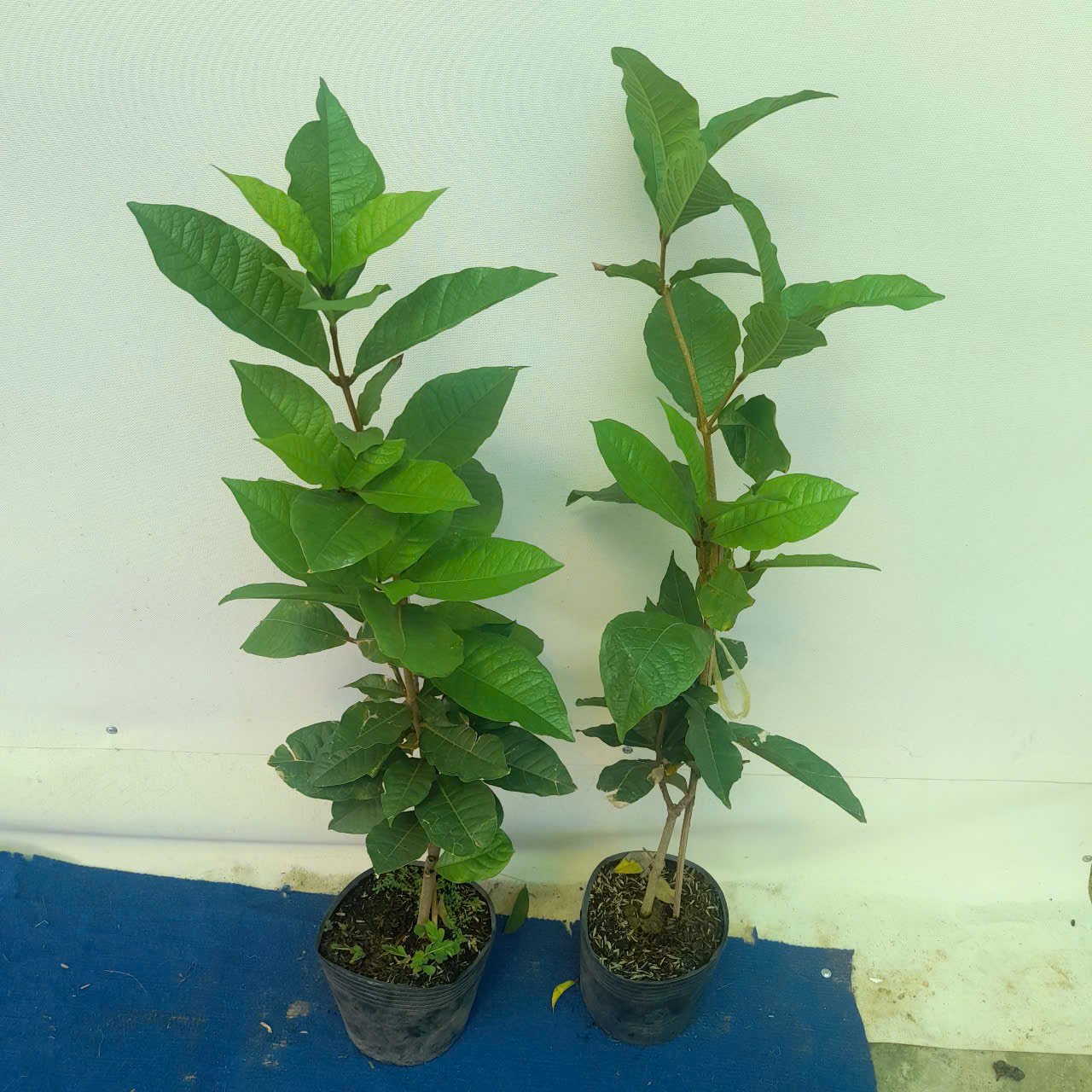 CÂY MAI XANH THÁI 70cm 2