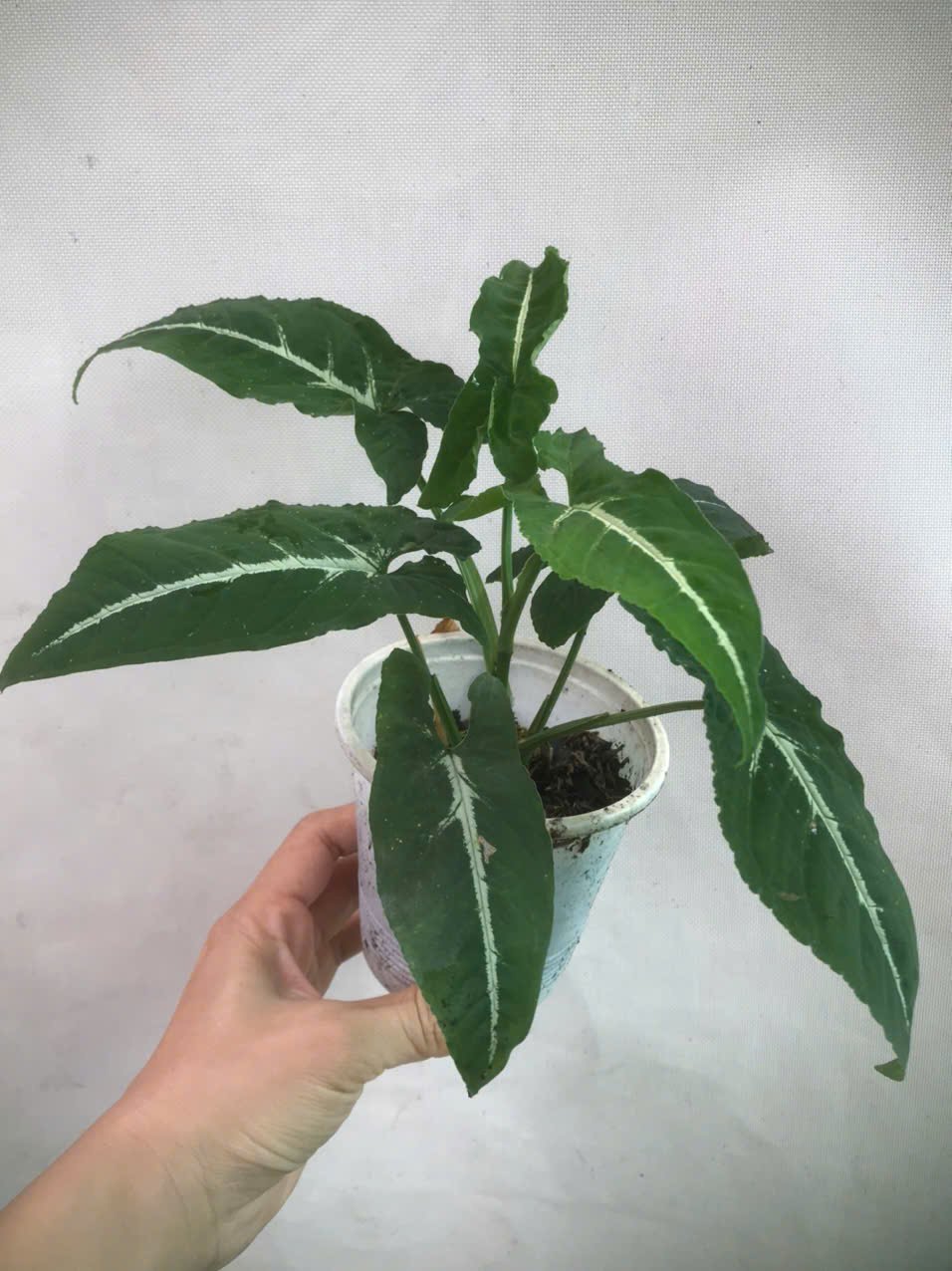 CÂY TRẦU BÀ NHUNG SỌC TRẮNG 2
