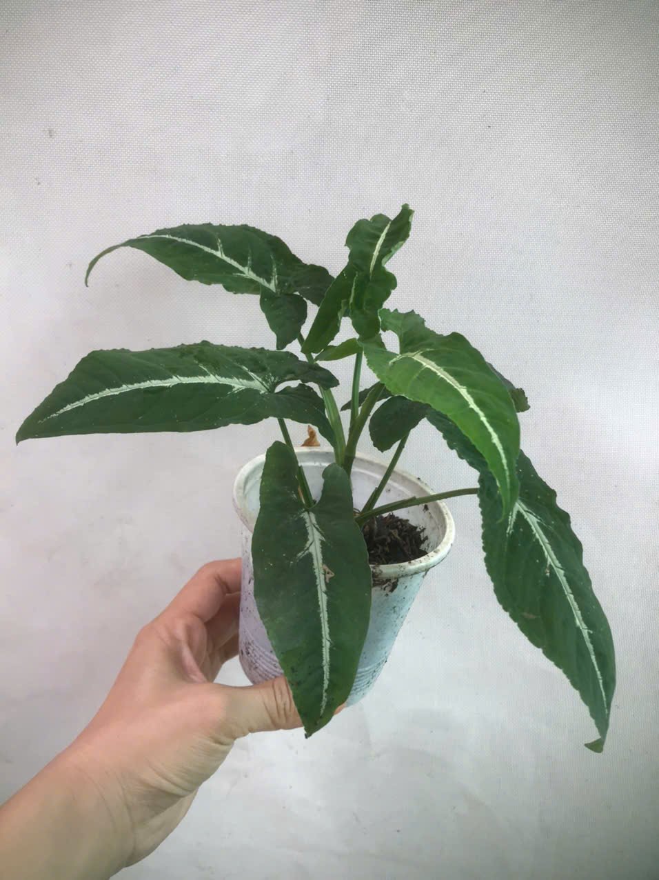 CÂY TRẦU BÀ NHUNG SỌC TRẮNG 3