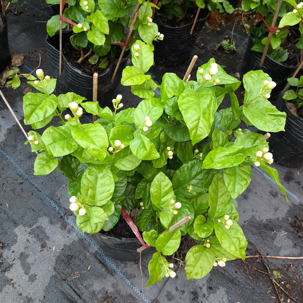 CÂY HOA NHÀI TA CÁNH KÉP 3