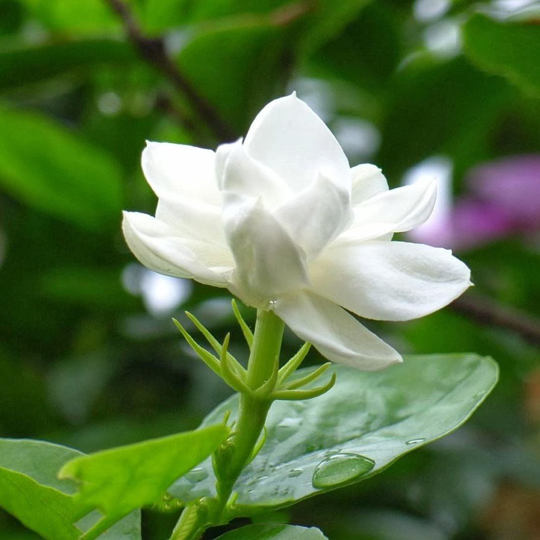 CÂY HOA NHÀI TA CÁNH KÉP
