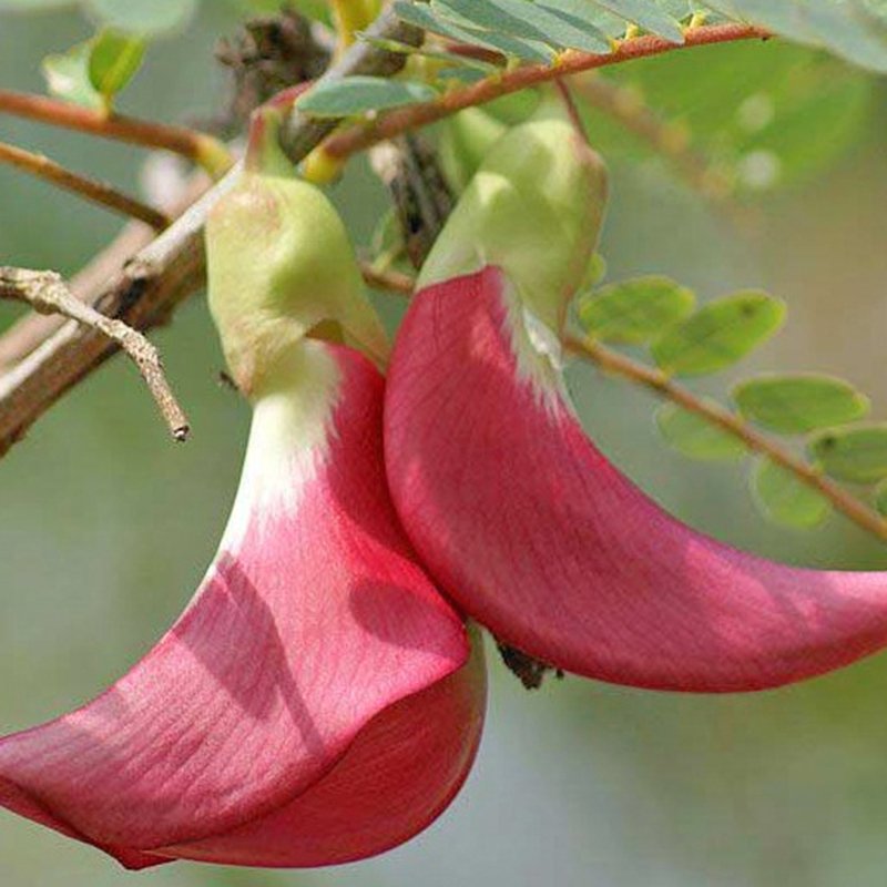 CÂY SO ĐŨA ĐỎ