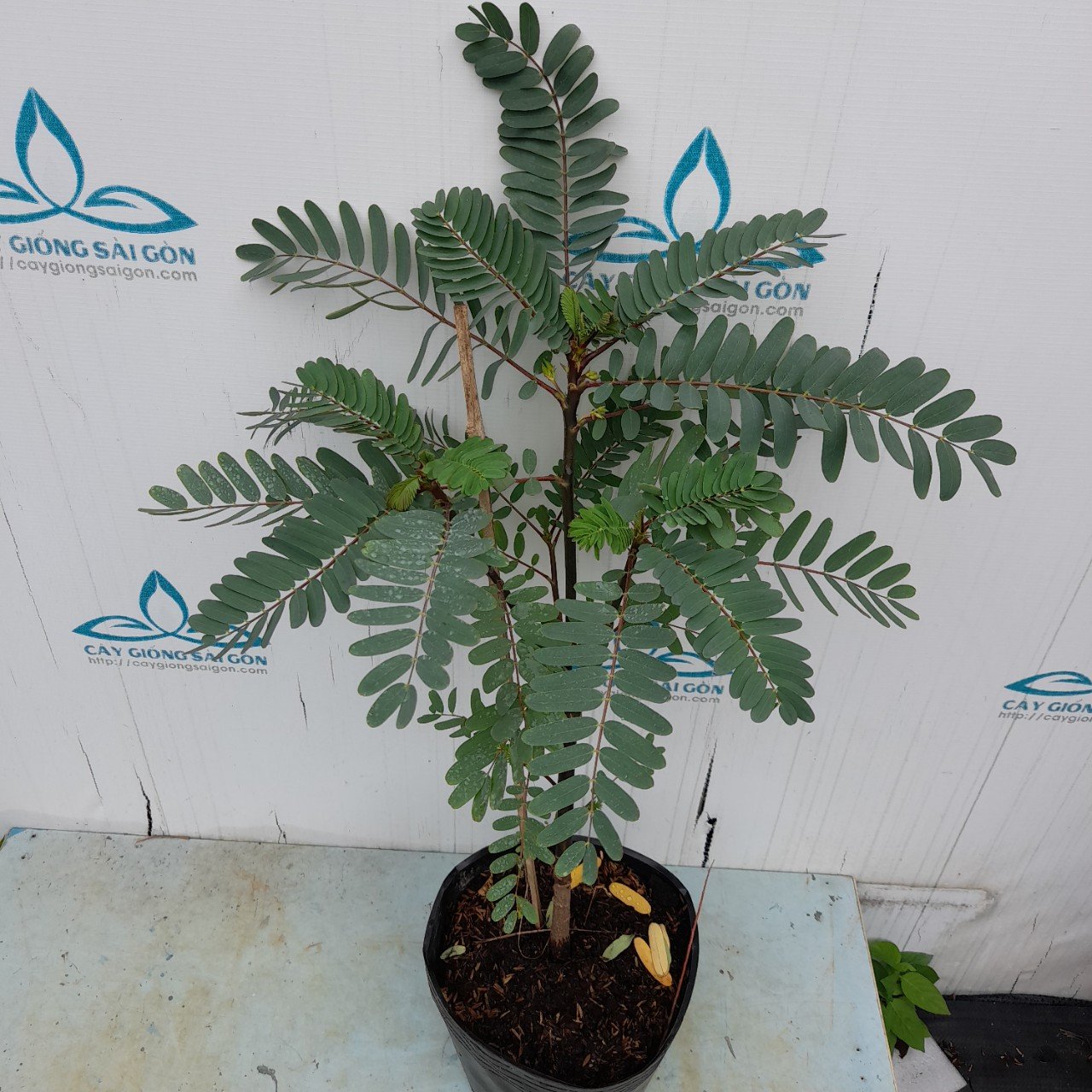 CÂY SO ĐŨA ĐỎ 3