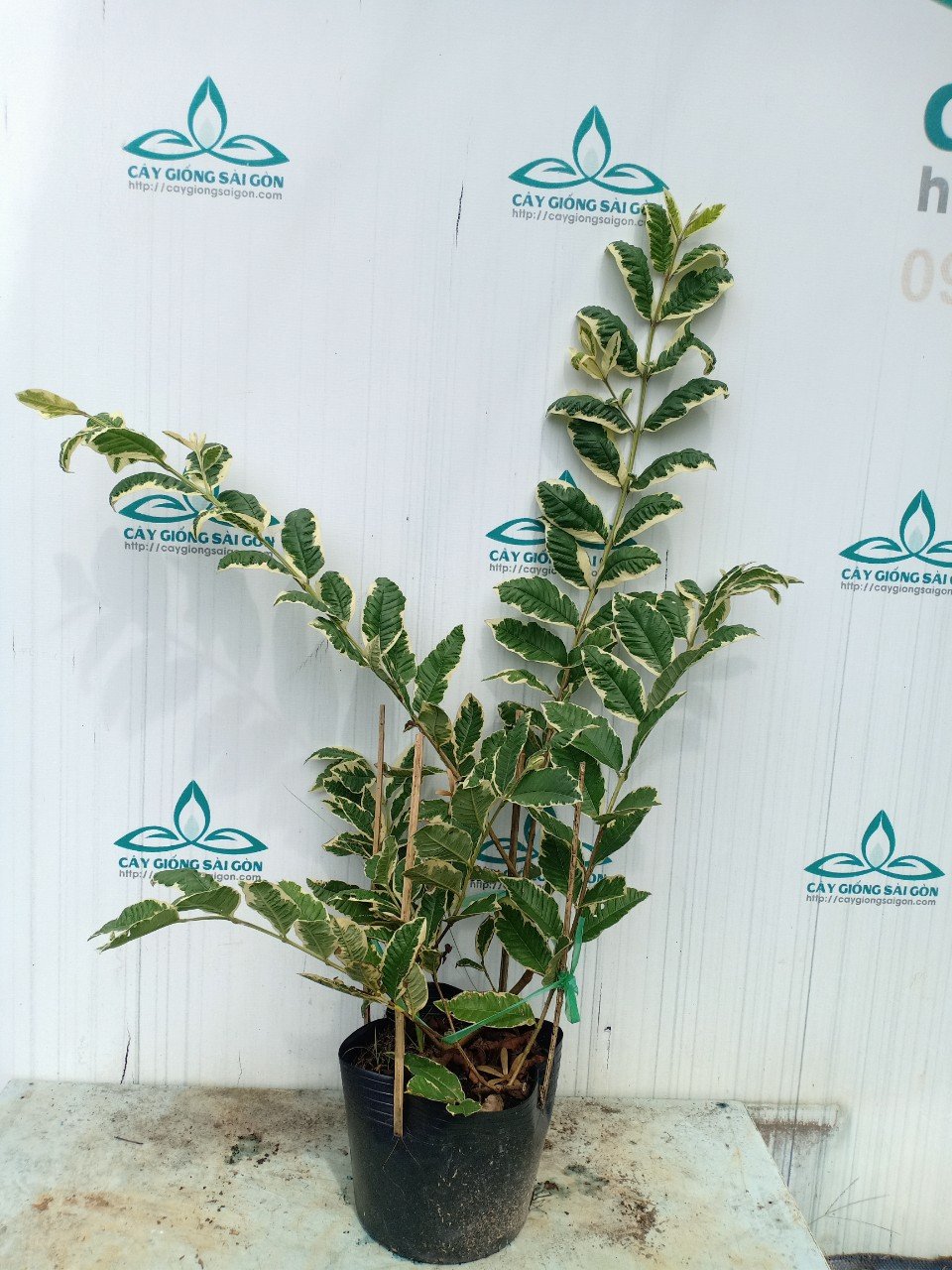 CÂY ỔI CẨM THẠCH CÂY CAO 80cm 2