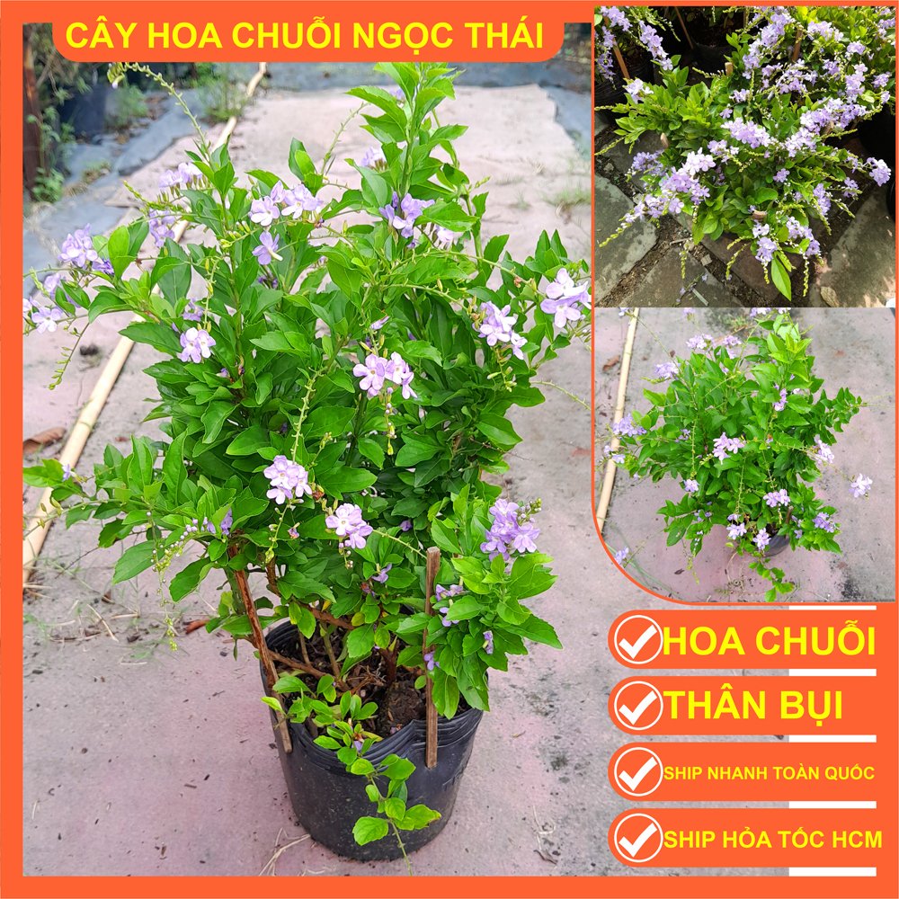 CÂY CHUỖI NGỌC THÁI HOA TÍM